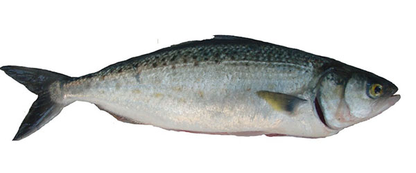 Australian Salmon - Good Fish Bad Fish