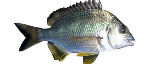 Bream - Good Fish Bad Fish