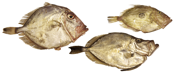 What Is John Dory Fish?, 58% OFF | www.pinnaxis.com