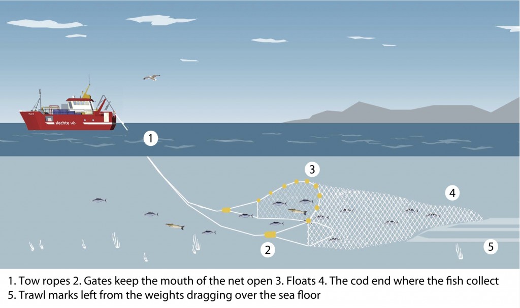 OceanWatch Australia - Learn More AboutDemersal Fish Traps Demersal fish  traps are used throughout the NSW coastline and managed through the NSW  Ocean Trap and Line fishery. They are useful for professionally