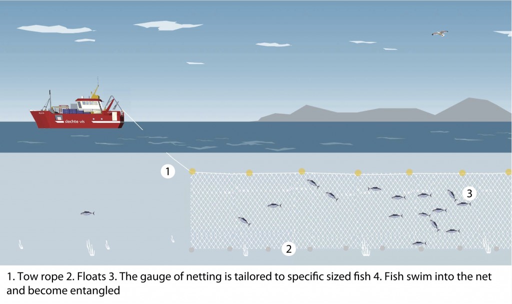 Demersal gillnet, on and off the seabed (Seafish.org)