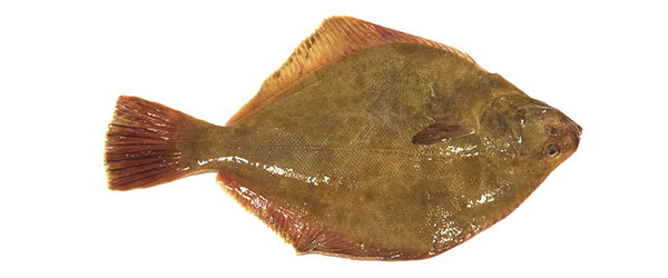 Flounder - Good Fish Bad Fish