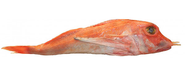 Red Gurnard In Carta Fata