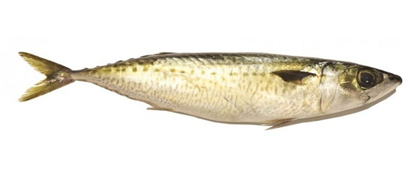 Mackerel - Good Fish Bad Fish