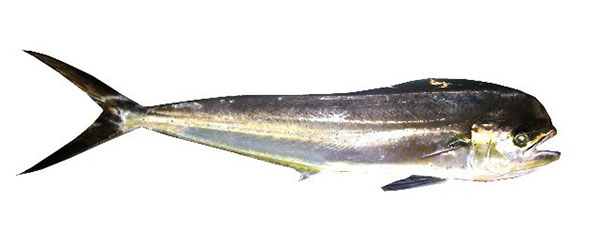 Australian Tropical Foods » Yellowtail kingfish