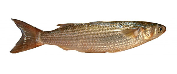 Mullet Fish Culture