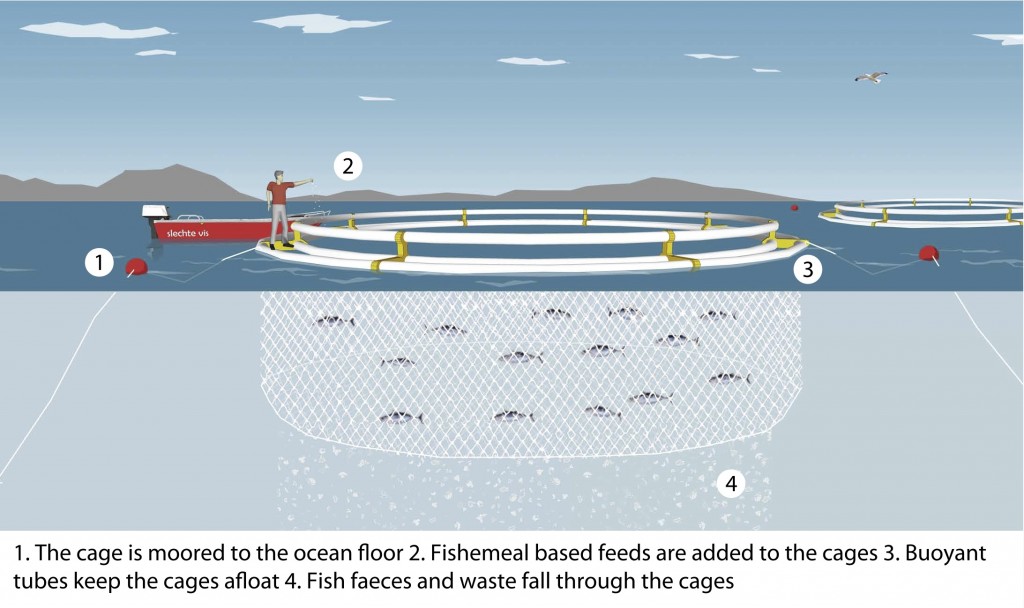 Aquaculture Methods Good Fish Bad Fish