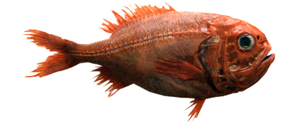 orange roughy fish