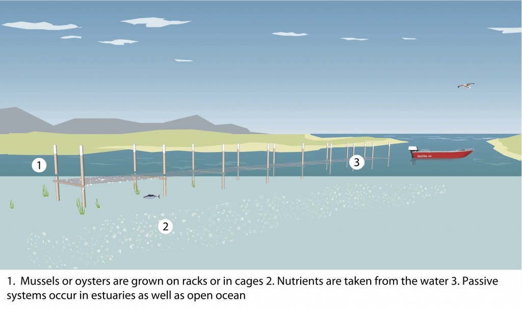 Aquaculture Methods Good Fish Bad Fish