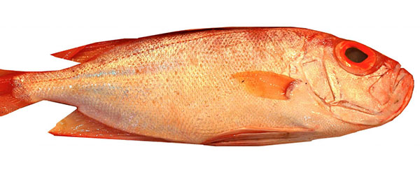 Redfish (Red Drum), Whole | Citarella