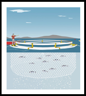 Summary of Open-Pen Sea Cage Aquaculture - Good Fish Bad Fish