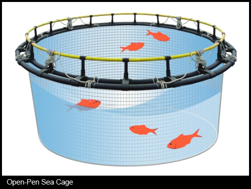 Environmental Impacts of Sea Cage Aquaculture - Good Fish Bad Fish