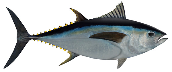tuna fish (bluefin, cooked)