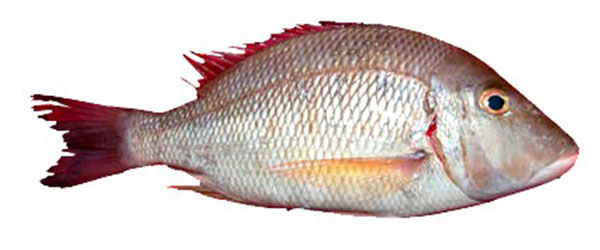 Right fish. White Snapper.