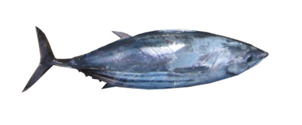 Albacore tuna - Tuna Australia