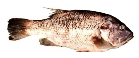 West Australian Dhufish - Good Fish Bad Fish