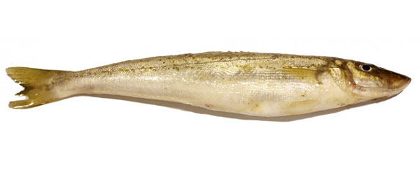 Whiting Fish 