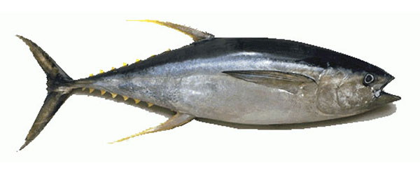 Yellowfin Tuna - Good Fish Bad Fish
