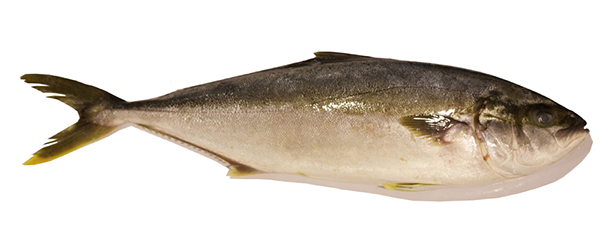 Yellowtail Kingfish - Good Fish Bad Fish