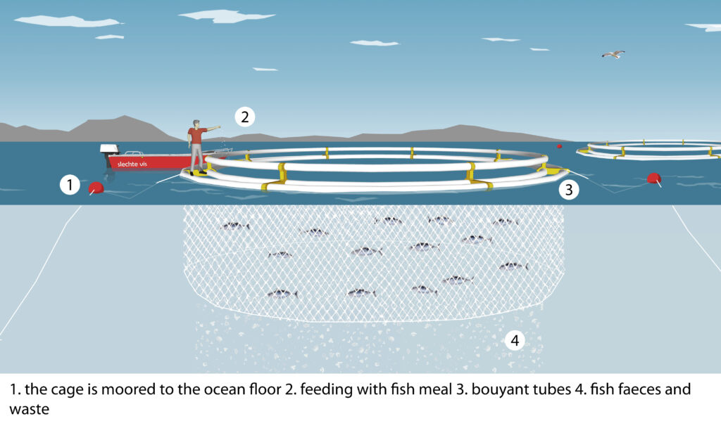 An Introduction to Open-Pen Sea Cage Aquaculture - Good Fish Bad Fish